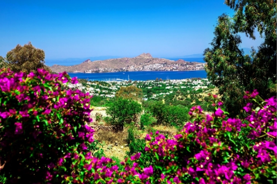 Bodrum’da Yetişen Çiçekler Hangileri? - Bodrum Villa Kiralama