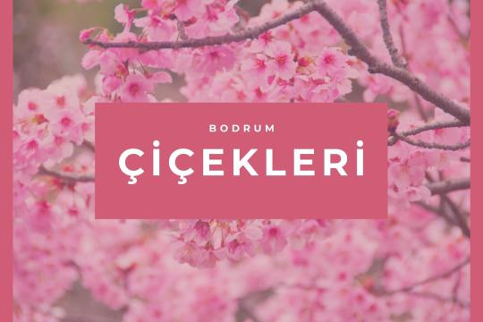 Bodrum Çiçekleri Hangileridir?