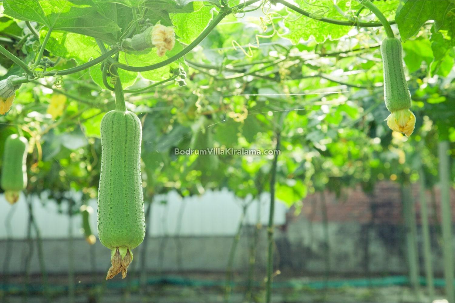 Lif Kabağı Nedir, Ne Zaman Toplanır?