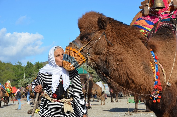 Bodrum Deve Güreşleri - Bodrum Villa Kiralama Blog