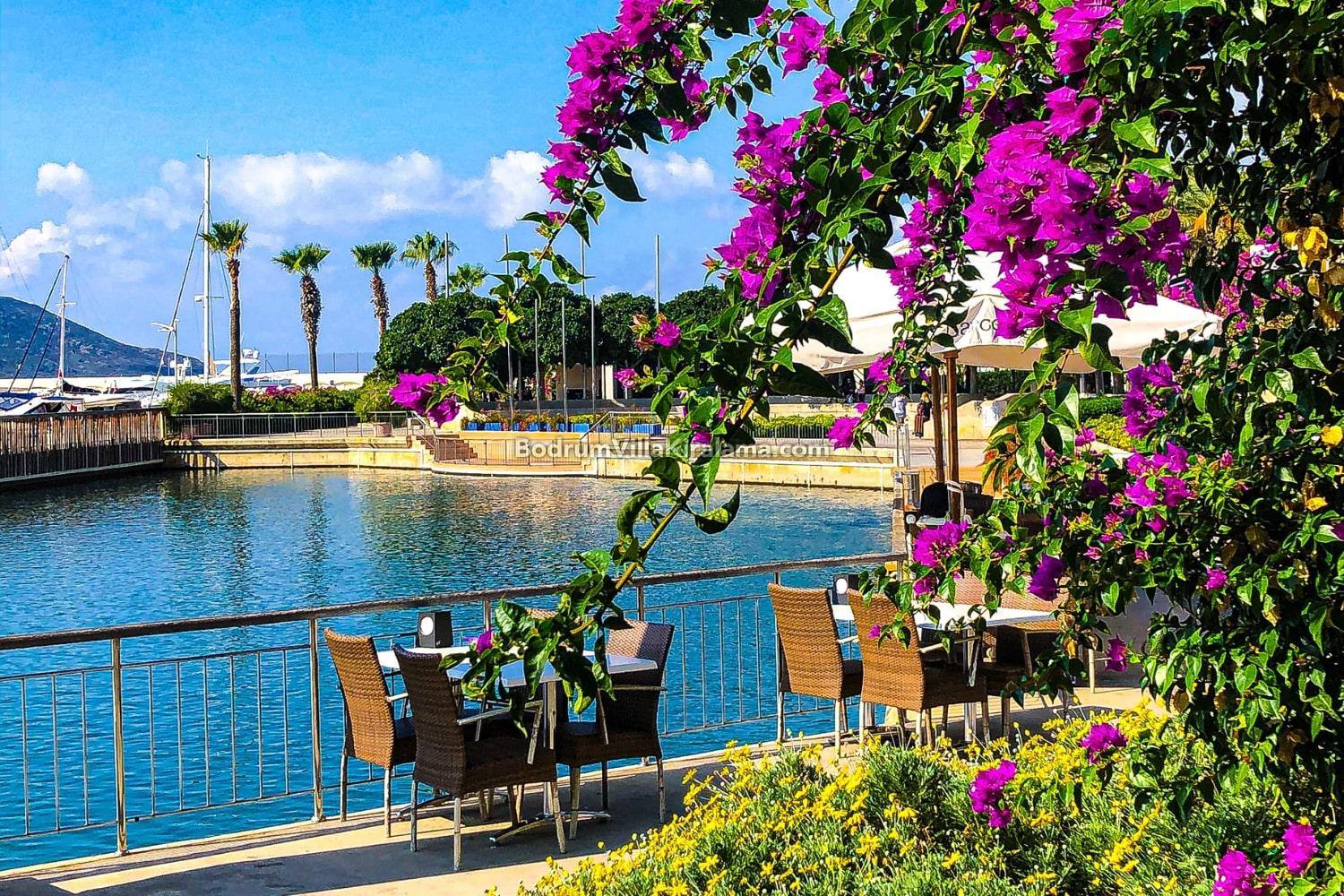 Bodrum Sarmaşığı Nedir, Özellikleri Nelerdir?